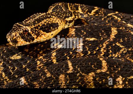 Blätterteig-Addierer (Bitis Arietans) Stockfoto