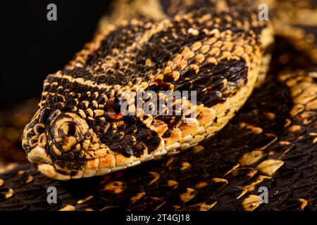 Blätterteig-Addierer (Bitis Arietans) Stockfoto