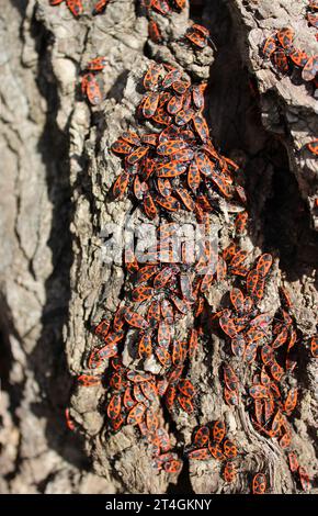 Riesige Gruppe von Firebug Insekten sonnen sich in der Sonne auf Einem Baum detailliertes Stockfoto Stockfoto