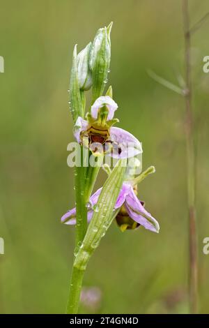 Biene Orchidee - Ophrys apifera zwei Blüten, die sich mit Regentropfen öffnen Stockfoto