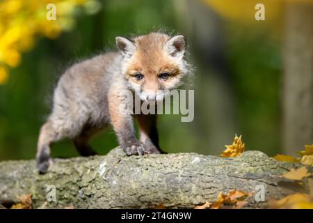 Rotfuchs, Vulpes vulpes, kleines Junges im Herbstwald auf Ast. Niedliche kleine wilde Raubtiere in natürlicher Umgebung. Tierwelt aus der Natur Stockfoto