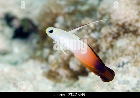 Fire Dartfish, Nemateleotris magnifica, mit erweiterter Rückenflosse, Tanjung Buton Tauchplatz, Hatta Island, Banda Islands, Indonesien, Banda Sea Stockfoto