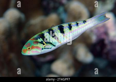 Sixbar Wrasse, Thalassoma hardwicke, Tauchplatz Suanggi Island, Banda Islands, Indonesien, Banda Sea Stockfoto