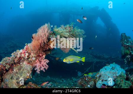 Ribbon Sweetlips, Plectorhinchus polytaenia, mit Wrack im Hintergrund, Liberty Wrack Tauchplatz, Tulamben, Karangasem, Bali, Indonesien Stockfoto