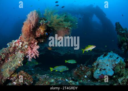 Zwei Ribbon Sweetlips, Plectorhinchus polytaenia und Gelbflossenziegenfisch, Mulloidichthys vanicolensis, mit Wrack im Hintergrund, Liberty Wrack Tauchgang Stockfoto