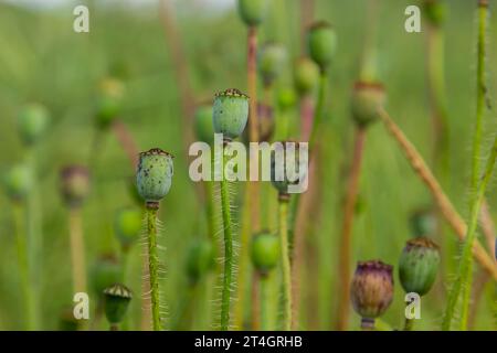 Nahaufnahme der Samenkörner der Mohnblume, selektiver Fokus mit beigem boke-Hintergrund - Papaver rhoeas. Stockfoto