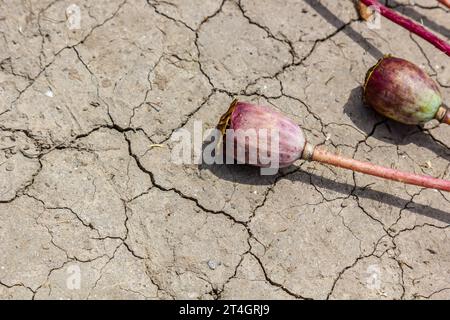 Trockenfeld Land mit Mohnsamen Papaver Mohnkopf, trocknende Böden zerrissen, trocknende Böden gerissen, Klimawandel, Umweltkatastrophe und Stockfoto