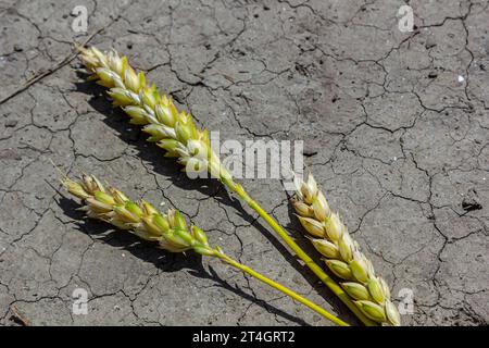 Thema verlorene getrocknete Weizen. Weizenohren liegen auf trockenem, zerrissenem Boden. Trockene Böden und Gerstenohren. Selektiver Fokus, geringe Schärfentiefe. Stockfoto