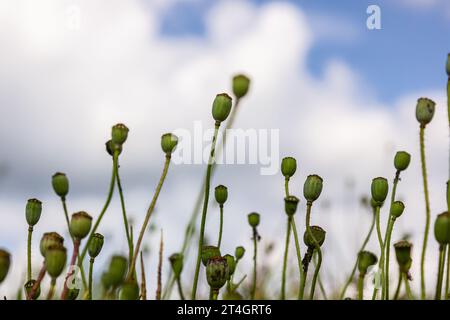 Nahaufnahme der Samenkörner der Mohnblume, selektiver Fokus mit beigem boke-Hintergrund - Papaver rhoeas. Stockfoto