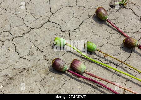 Trockenfeld Land mit Mohnsamen Papaver Mohnkopf, trocknende Böden zerrissen, trocknende Böden gerissen, Klimawandel, Umweltkatastrophe und Stockfoto