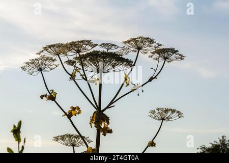 Heracleum sosnovskyi große Giftpflanze blüht. Heilpflanze Hogweed Heracleum sphondylium. Stockfoto