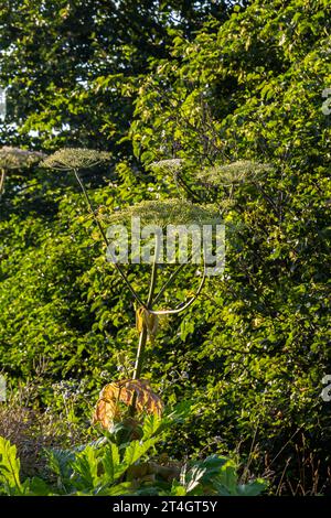 Heracleum sosnovskyi große Giftpflanze blüht. Heilpflanze Hogweed Heracleum sphondylium. Stockfoto