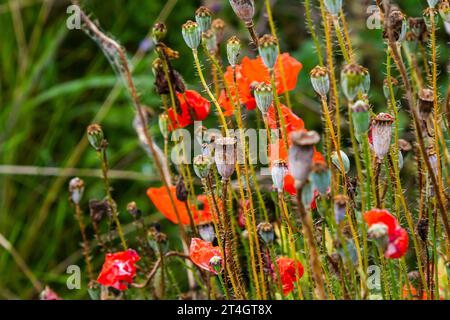 Nahaufnahme der Samenkörner der Mohnblume, selektiver Fokus mit beigem boke-Hintergrund - Papaver rhoeas. Stockfoto