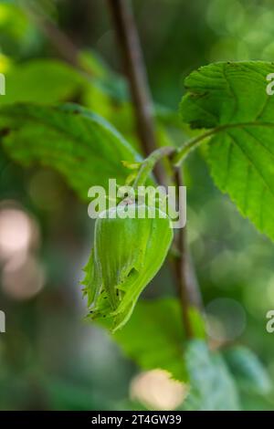 Junge Haselnüsse, grüne Haselnüsse, wachsen auf einem Baum. Stockfoto