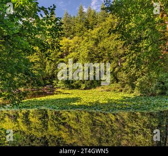 Mischwald, Seerosen am Hebo Lake Campground, Early Morning, Siuslaw National Forest, Oregon Coast Range, Oregon, USA Stockfoto