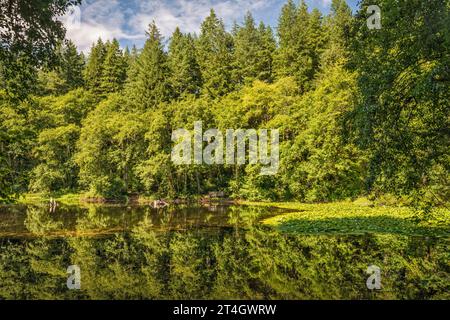 Mischwald, Seerosen am Hebo Lake Campground, Early Morning, Siuslaw National Forest, Oregon Coast Range, Oregon, USA Stockfoto