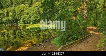 Wanderweg rund um Hebo Lake, Siuslaw National Forest, Oregon Coast Range, Oregon, USA Stockfoto