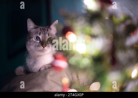 Eine blauäugige Katze, die einen Weihnachtsbaum ansieht Stockfoto