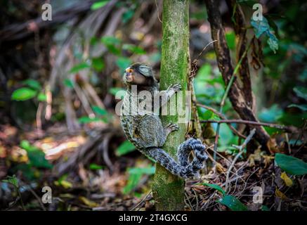 Ein weiß getuftetes Marmoset (Callithrix jacchus) mit Blick auf einen Baumstamm in Rio de Janeiro, Brasilien Stockfoto