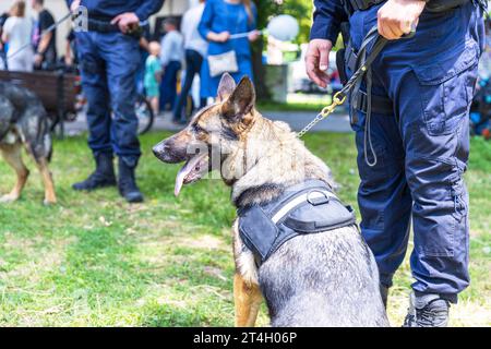 Polizist in Uniform im Dienst mit einem K9-Hundepolizeihund bei einer öffentlichen Veranstaltung. Verschwommene Menschen im Hintergrund. Stockfoto