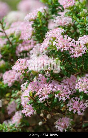 Pimelea ferruginea, rosafarbene Reisblume, Küstenbanjine, rosafarbene Blumenhaufen an den Enden der Zweige Stockfoto