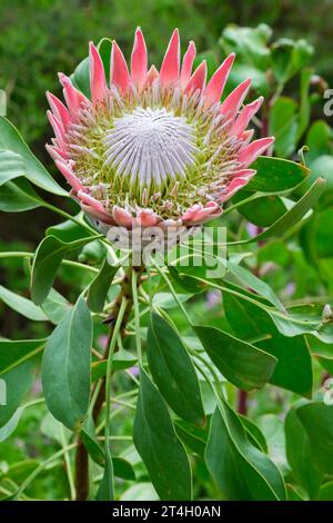 Protea cynaroides, King Protea, Cape Artischoke Blume, cremeförmige Blüten, rosafarbene Blüten und ledrige Blätter Stockfoto