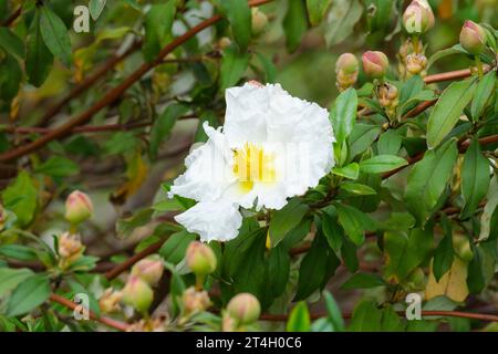 Cistus ladanifer var. Petiolatus Bennett's White, Cistus Bennet's White, Rockrose, im Mai Stockfoto