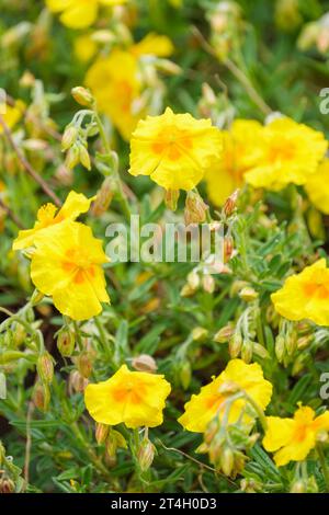 Helianthemum Ben Fhada, Felsenrose, kerzengelbe Blüten mit goldenen Eigelb-Zentren Stockfoto