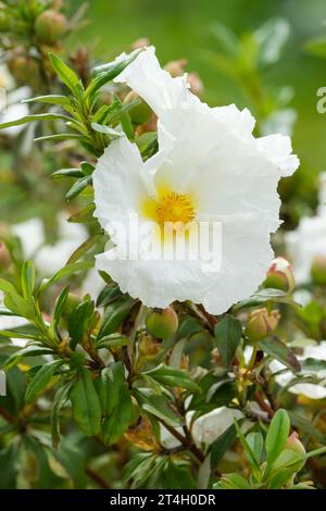 Cistus ladanifer var. Petiolatus Bennett's White, Cistus Bennet's White, Rockrose, im Mai Stockfoto