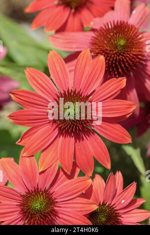 Rote Blütenblume (Echinacea purpurea). Stockfoto