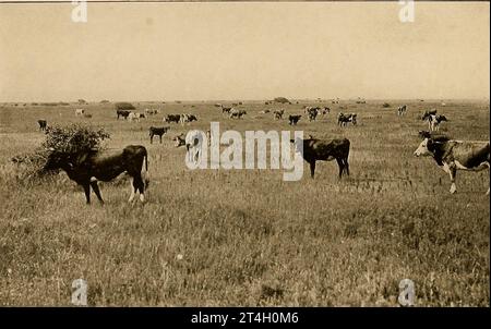 Typischer Blick auf eine Texas Ranch aus dem Buch Texas, the Amaellous, the State of the Six Flags; von Nevin Otto Winter veröffentlichte The Page Company 1916 , einschließlich der Berichte über die spanische Siedlung und Gründung der indischen Missionen; die unglückliche Expedition und der Tod von La Salle ; die Romantik ihrer frühen Siedlung und Geschichten über ihre Hardy Pioneers, die neunjährige Republik Texas, Stephen F. Austin und Sam Houston, "Remember the Alamo", die Entwicklung der Cattle Ranches, die Great Ranches und ein Besuch einer Millionen Hektar großen Ranch, die wachsenden Städte; die Rehabilitation von Galveston; Stockfoto