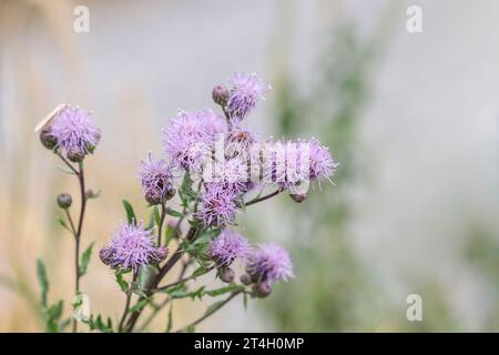 Blühende Kriechdistel (Cirsium arvense). Kopierbereich. Stockfoto