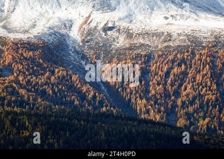 Herbstwald am Augstbordhorn, Wallis Stockfoto