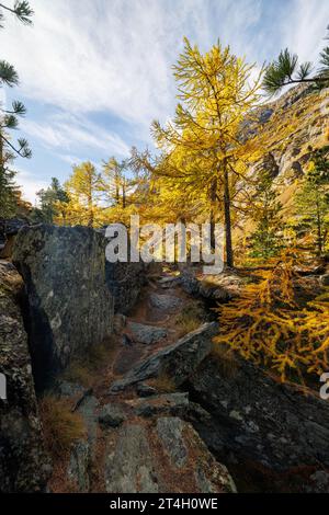 Wanderweg durch gelb gefärbte Lärchen (Larix decidua) im Herbst in Saastal, Wallis Stockfoto