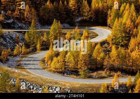 S-Kurve durch europäische Lärchen (Larix decidua) im Herbst im Wallis Stockfoto