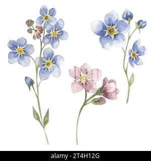 Aquarellfarbe Vergissme-nicht Blume Clip Art, Wildblumen Illustration Set, blau und rosa Vergissme nicht Wiesenblume Clipart, medizinische Blume Stockfoto