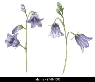 Aquarell Harebell Blume Clip Art, Wildblume Illustration Set, Harebell Wiese Blume Clipart, medizinische Blume Stockfoto