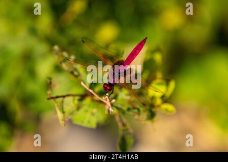 Eine rote Libelle aus Vietnam Stockfoto