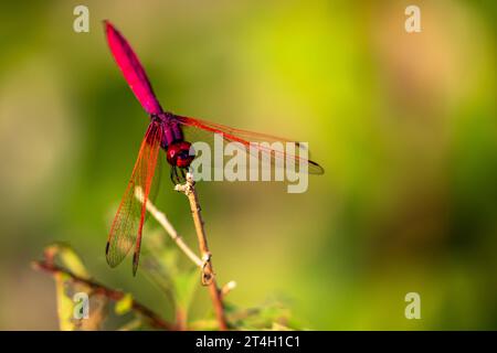 Eine rote Libelle aus Vietnam Stockfoto