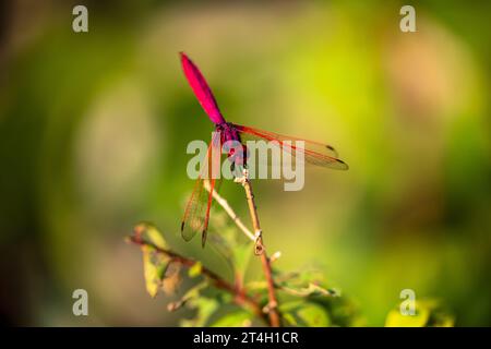 Eine rote Libelle aus Vietnam Stockfoto