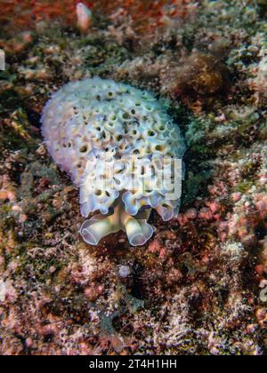 Elysia crispata, der gebräuchliche Name der Meeressalat-Schnecke oder Salatschnecke, ist eine große und farbenfrohe Meeresschnecke, eine Meeresschnecke. Stockfoto