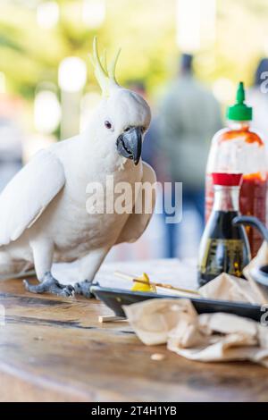 Ein Schwefelkaskadu, der auf einem Café-Tisch in Lorne an der Great Ocean Road in Victoria, Australien, steht Stockfoto