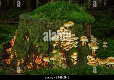 Schwefelbüschel und Samtpilze, die auf dem faulen Stamm einer Kiefer wachsen Stockfoto