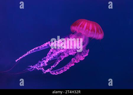 Schwimmende Quallen unter Wasser, Aquariumpool mit pinkfarbenem Neonlicht. Die südamerikanische Seekessel Chrysaora plocamia in blauem Wasser, Ozean. Th Stockfoto