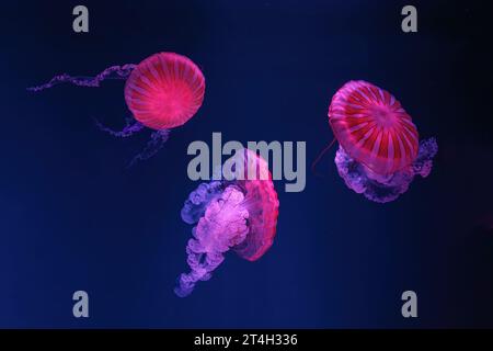 Gruppe von fluoreszierenden Quallen, die unter Wasser im Aquarium schwimmen, mit rosafarbenem Neonlicht. Die südamerikanische Meerbrunnenchrysaora plocamia in blauem Wasser, Stockfoto