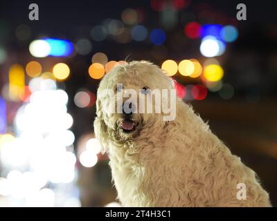 Eindrücke von 'Gürtel' bei Nacht, Wien, eine Ader von Wien und eine zentrale Meile von Wiens Nachtleben Stockfoto