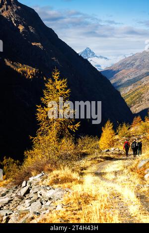 Gelb gefärbte Lärchen (Larix decidua) im Herbst mit Bietschhorn, Wallis Stockfoto