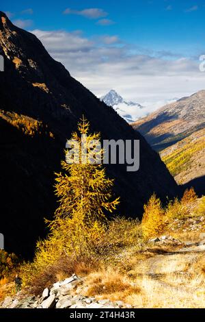 Gelb gefärbte Lärchen (Larix decidua) im Herbst mit Bietschhorn, Wallis Stockfoto