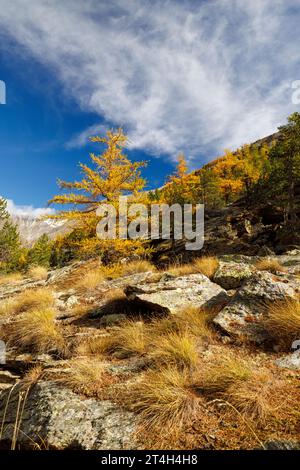 Gelbe europäische Lärchen (Larix decidua) im Herbst in Saastal, Wallis Stockfoto