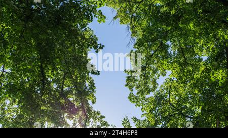 Baumkronen im Sommer in Schwerin Stockfoto